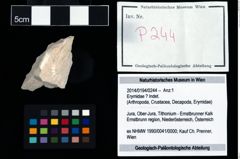 Foto (Objekt + Etikett) von Erymidae ? Indet.  (NHMW-GEO-2014-0194-0244)